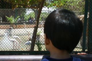 Zoo Iskandariah 030